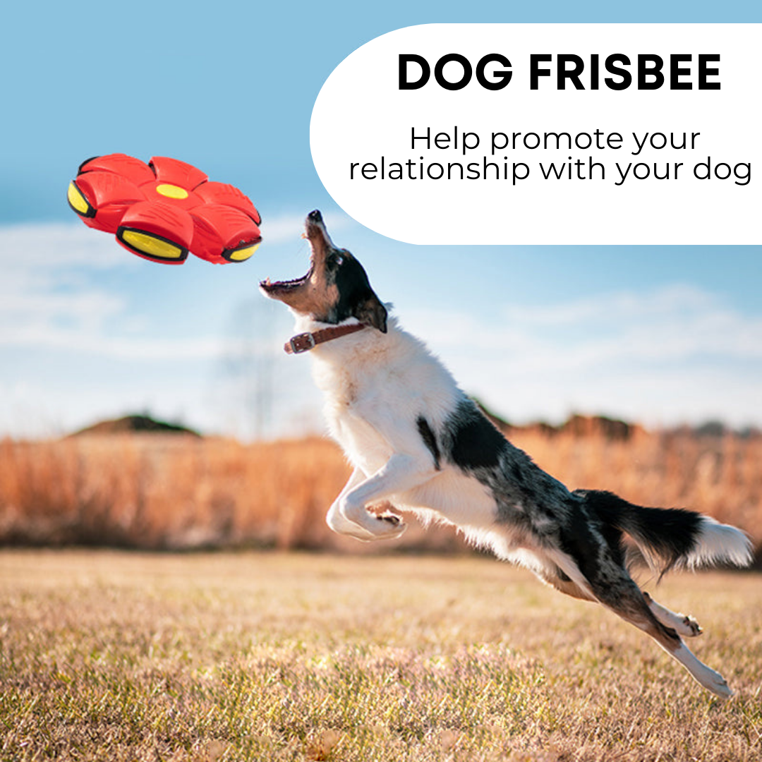 PetNoble™ Dog Frisbee